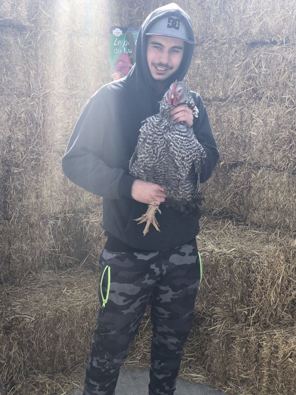 À la ferme du Luteau : une poule coucou portée devant les bottes de paille.