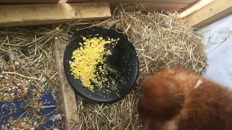 Les poussins et les poules au grain dans la paille, à la ferme. Image du producteur.